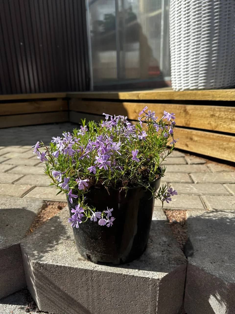 Флокс шиловидный сиреневый конт. 5л