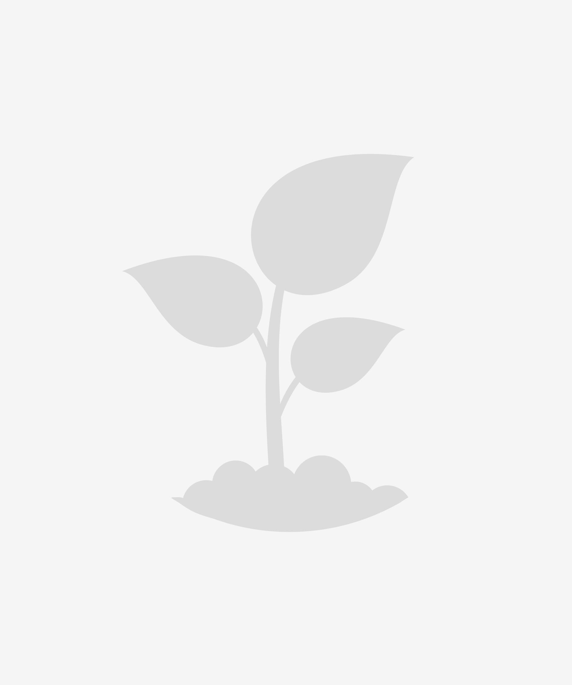 Голубика  С2 2-летняя Патриот