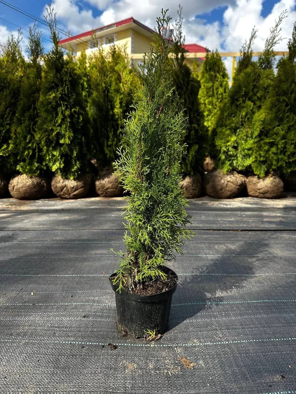Туя западная "Смарагд"