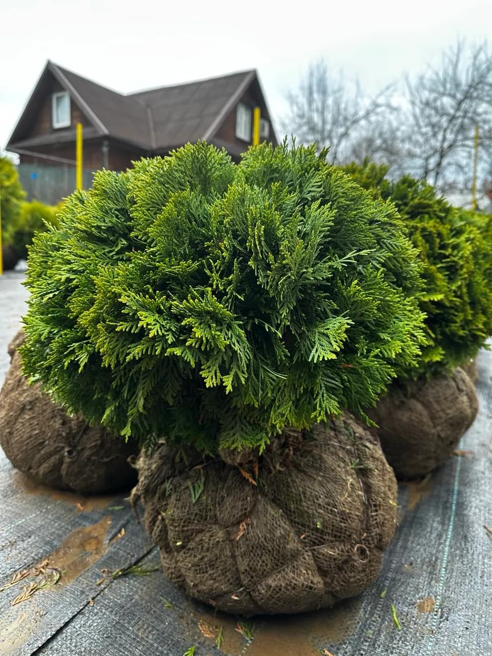 Туя западная "Даника" 35-40